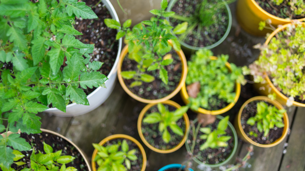 20 Best Fruits And Vegetables To Grow On Balcony Time Of Garden