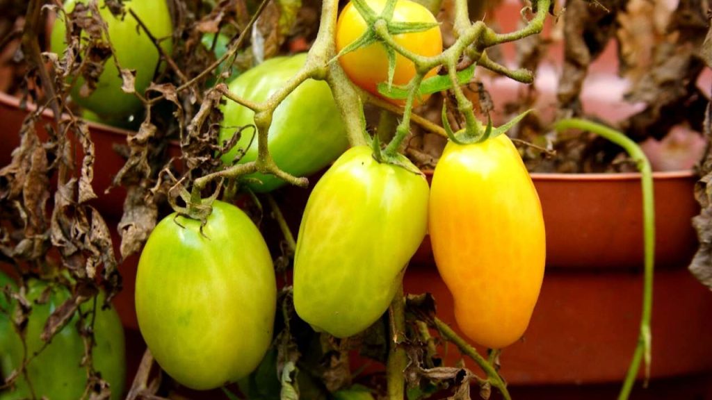 roma tomatoes in pots