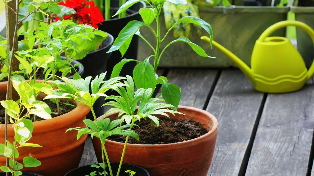 Vegetables You Can Grow In 3Gallon Pots Time Of Garden