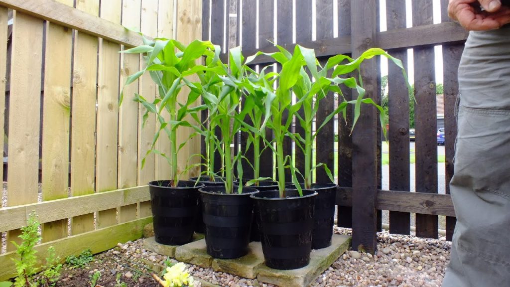 Growing Corn In 5 Gallon Container
