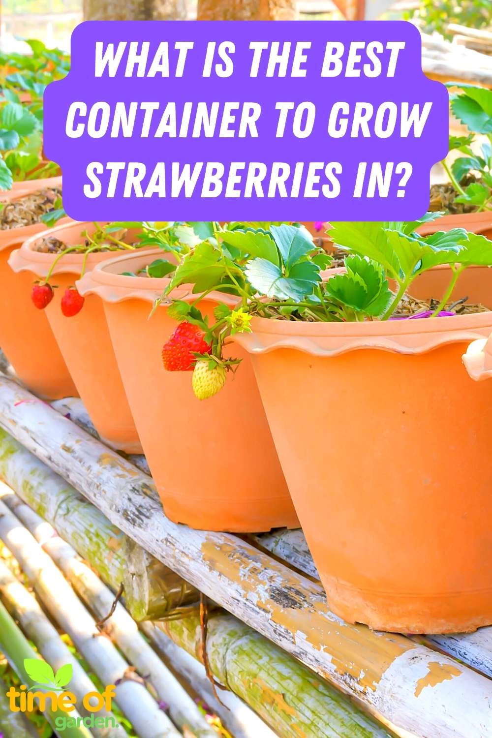 What Is The Best Container To Grow Strawberries In? Time Of Garden