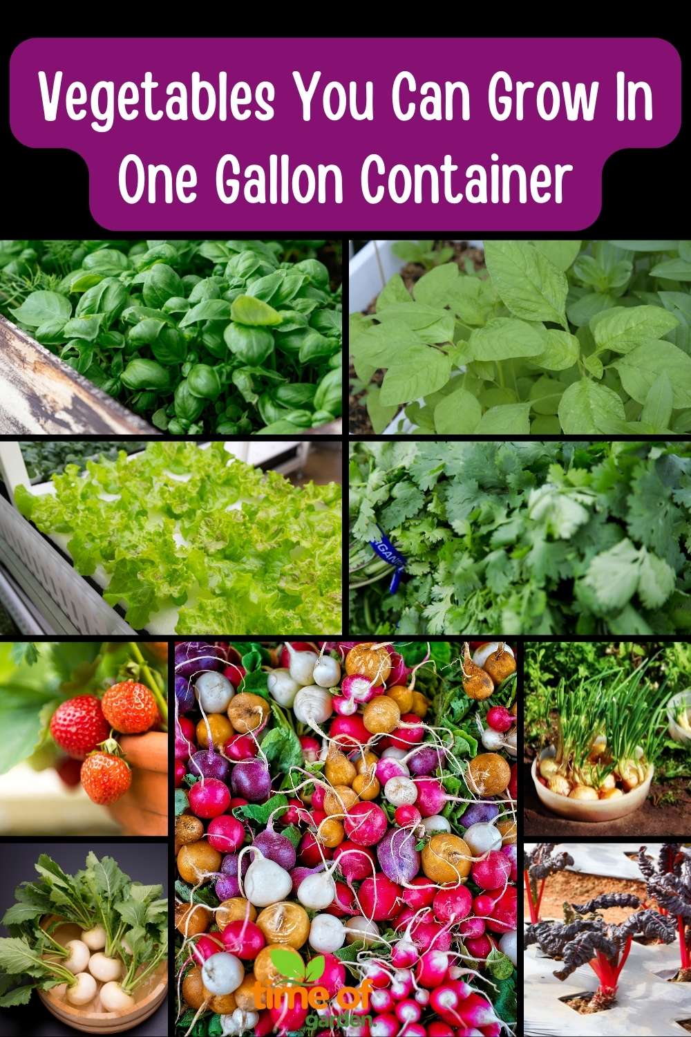 Vegetables You Can Grow In One Gallon Container