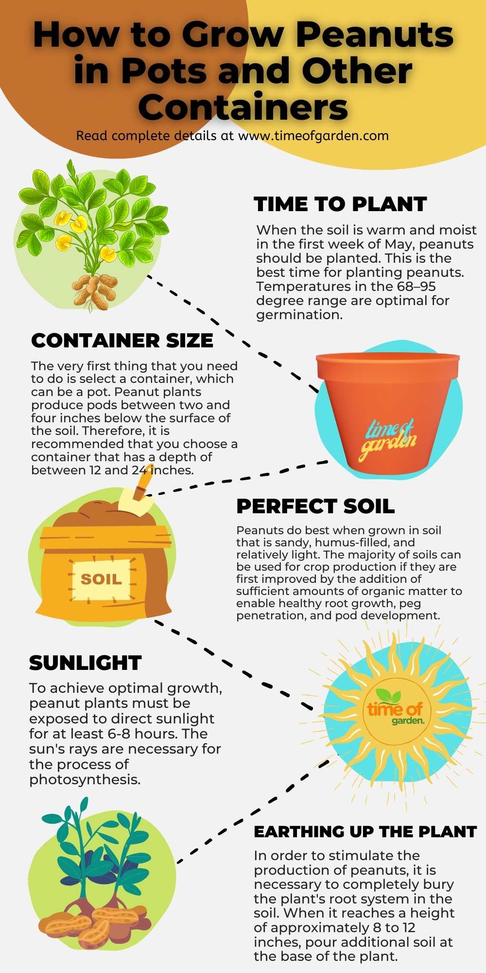 Grow Peanuts in Pots and Other Containers - inforgraphic