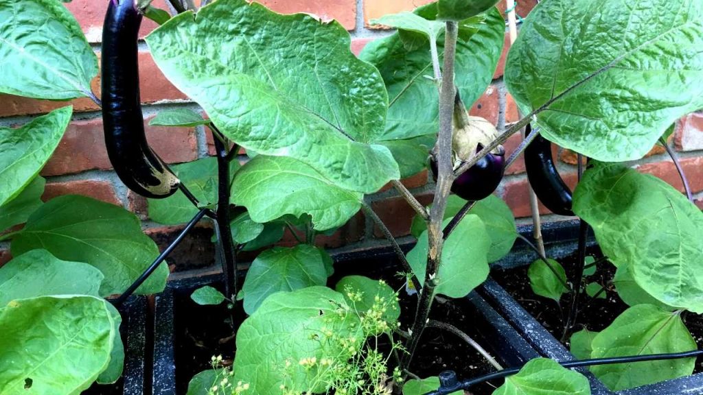 eggplants in Containers