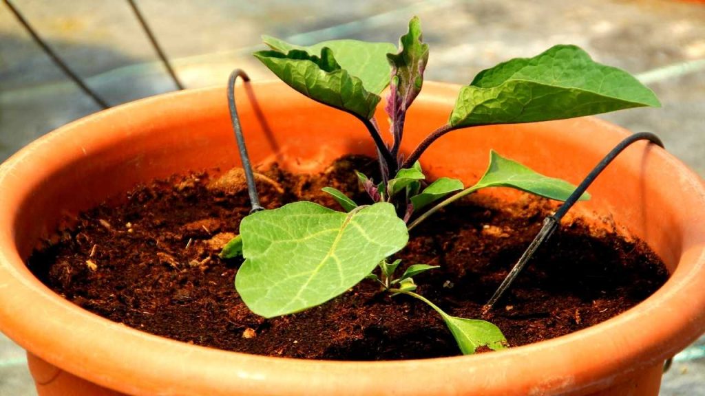 Plant Eggplants Successfully in Containers