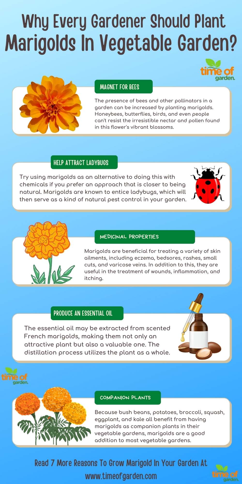 Marigolds infographic 