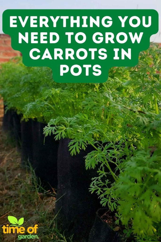 Everything You Need To Grow Carrots In Pots pin