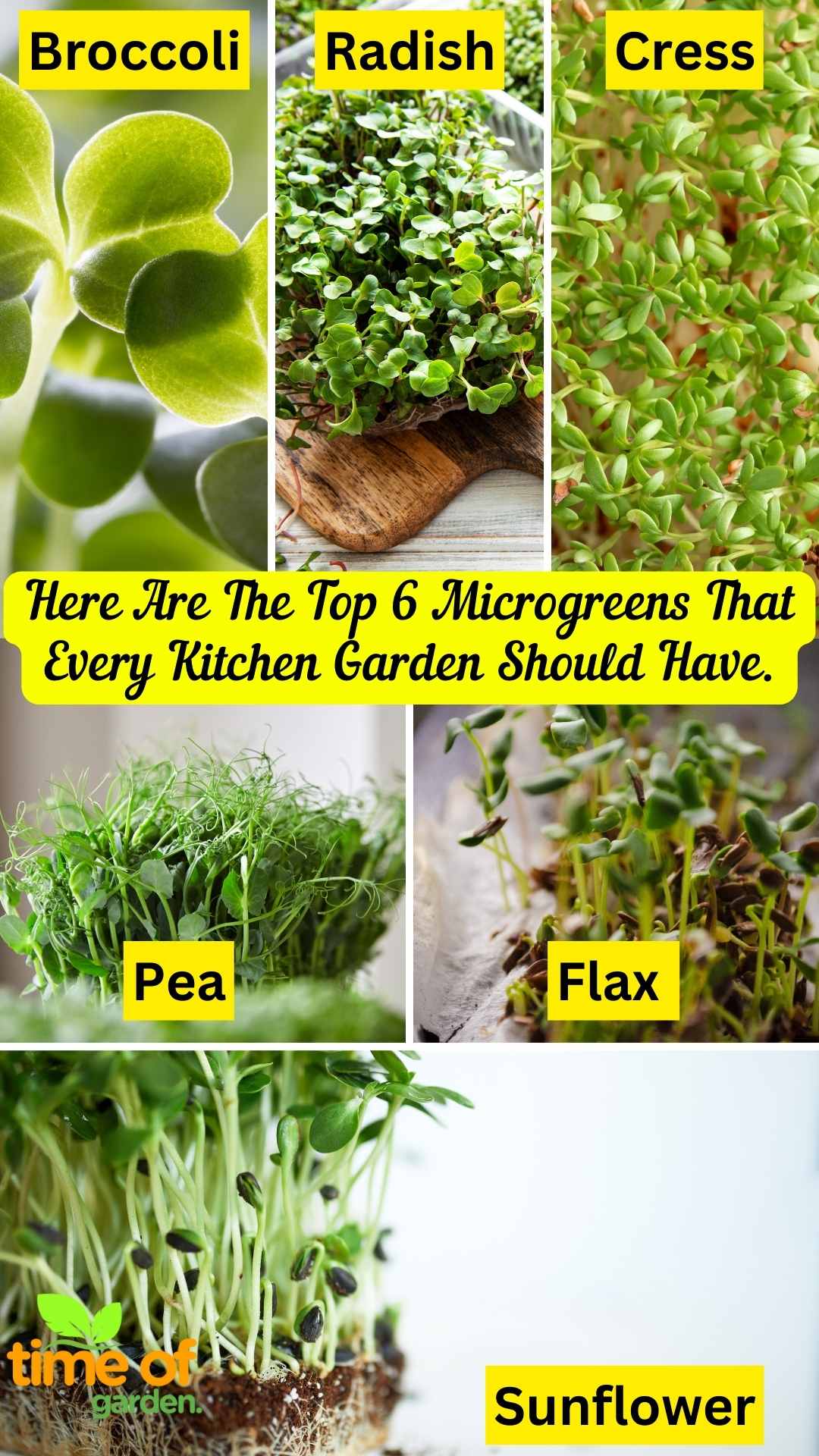 The following is a list of the top six microgreens that you should grow in your kitchen garden.