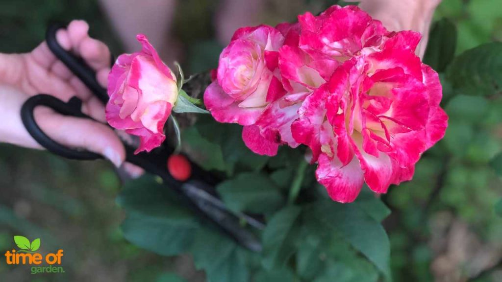 How To Grow Roses From A Rose Stem? Time Of Garden
