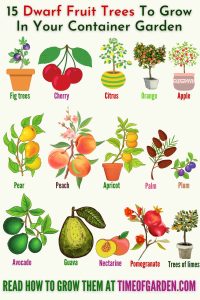 15 Dwarf Fruit Trees To Grow In Your Container Garden - Time Of Garden