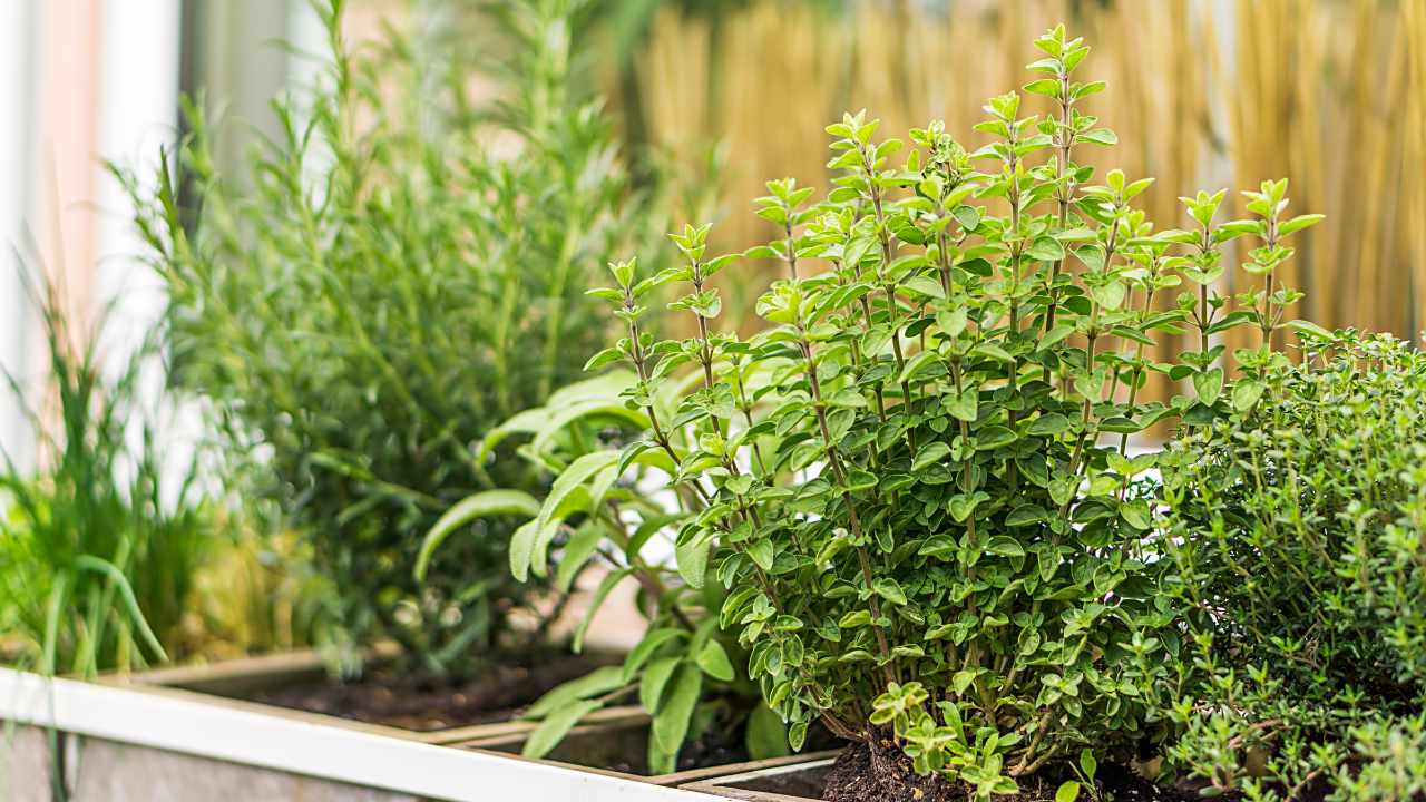 Front Yard Vegetable Garden Ideas - Time Of Garden
