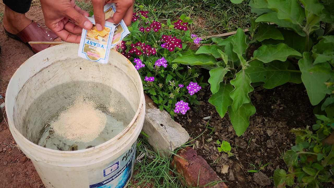 Here Is How And Why You Should Use Yeast In Your Garden Time Of Garden