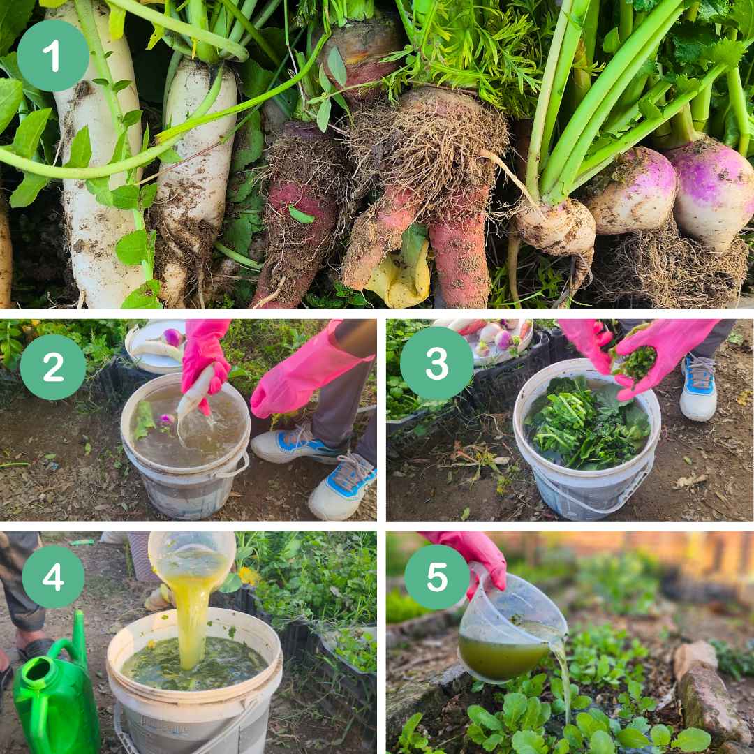 One Simple Trick to Make Your Garden Grow Faster and Healthier! - Time ...