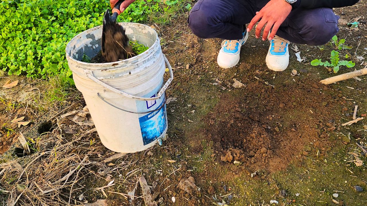 How to Make Natural Liquid Fertilizer at Home: A Simple, Mess-Free