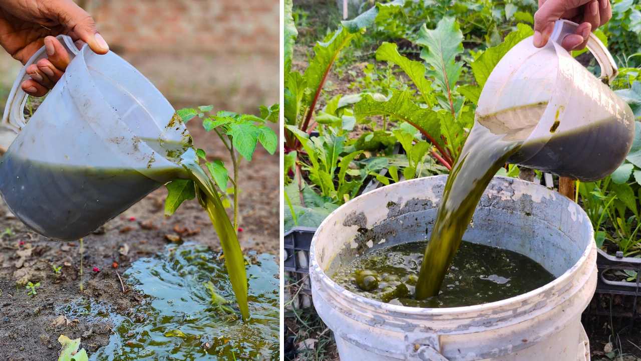How to Make Natural Liquid Fertilizer at Home: A Simple, Mess-Free